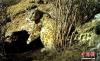 红外相机拍摄到的雪豹影像。原上草自然保护中心 供图
