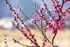 拉萨达东村盛开的桃花