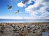 圣湖玛旁雍措旁飞舞的海鸥。新华网记者 张宸摄