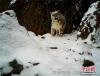 红外相机拍摄到一只雪豹。文/赵朗 曾嘉 监测画面