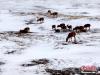 近日，青海可可西里国家级自然保护区下起了大雪，在109国道不冻泉附近出现数千只藏羚羊在道路两旁觅食，场面十分壮观。赵新录 摄