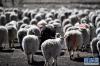 这是当雄县纳木湖乡六组仁青家的羊群(5月12日摄)。新华社记者 觉果 摄