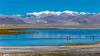 西藏日喀则仲巴县，成群的大雁在这高原湖泊中栖息。