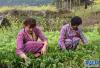 墨脱县亚东村门巴族妇女央前拉姆(左)在蔬菜田里除草(3月12日摄)。新华社记者 周健伟 摄