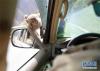 在306省道山南市加查县路段上，一只野猴爬上汽车向司乘人员讨食（4月23日摄）。 新华社记者 晋美多吉 摄