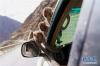在306省道山南市加查县路段上，几只野猴爬上汽车向司乘人员讨食（4月23日摄）。 新华社记者 晋美多吉 摄