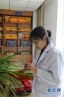 在青海西宁，青海省藏医药研究院工作人员德吉卓玛正在修复藏医药古籍《四部医典》（5月14日摄）。