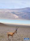 6月15日，藏羚羊在羌塘国家级自然保护区内漫步。新华社记者 觉果 摄