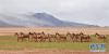 一群藏野驴在荣玛乡觅食。新华社记者 觉果 摄 图片来源：新华网