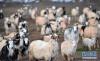 荣玛乡牧民的羊群。新华社记者 觉果 摄 图片来源：新华网