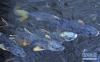 6月27日，湟鱼在青海湖北部的泉吉河洄游。新华社记者侯德强 摄