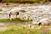 “妈妈”带着小斑头雁在湖中湿地寻找食物。吐旦旦巴 摄