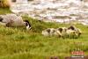 斑头雁“妈妈”带着一群小斑头雁在班德湖边嬉戏玩耍，画面十分温馨暖心。吐旦旦巴 摄