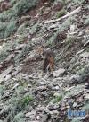 在西藏喜马拉雅山脉中段区域拍摄到的亚洲胡狼（7月7日摄）。