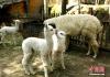 7月13日，两只小羊驼共同进食。中新社记者 马铭言 摄
