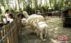 刚出生不久的小羊驼与民众见面。中新社记者 马铭言 摄