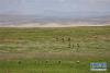 可可西里的藏野驴和藏羚羊（7月15日摄）。新华社记者 田文杰 摄