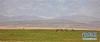 可可西里的藏野驴（7月15日摄）。 新华社记者 田文杰 摄