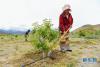 西藏山南市扎囊县桑耶镇村民在亿利防沙治沙特色经济林示范区内种植果树（7月23日摄）。新华社记者 刘东君 摄