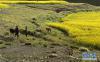 西藏日喀则市康马县一片油菜花田间，村民在放牧（7月27日摄）。