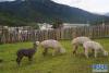 这是林芝鲁朗镇动物园里的羊驼(8月2日摄)。新华社记者 刘洁 摄