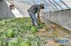务工人员努拉央加在噶尔县生态农业产业园西瓜大棚工作（8月1日摄）。 新华社记者张汝锋摄