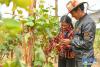 务工人员在噶尔县生态农业产业园葡萄大棚里采摘葡萄（8月1日摄）。 新华社记者张汝锋摄