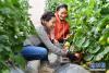 务工人员加央（左）和达娃在噶尔县生态农业产业园西红柿大棚采摘西红柿（8月1日摄）。 新华社记者张汝锋摄