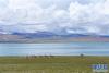 8月3日，几只藏野驴在西藏那曲市双湖县嘎措乡附近的湖畔漫步。 新华社记者 王沁鸥 摄