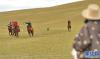 改则县改则镇日玛村骑手在草原上表演跑马(8月6日摄)。新华社记者 张汝锋 摄