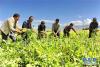 8月8日，在边雄乡普夏村萝卜种植基地，白玛梅朵合作社工作人员和当地群众一起收获萝卜。 新华社记者 张汝锋 摄
