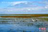8月18日，青海湖北岸的海北藏族自治州刚察县仙女湾湿地，成群的红嘴鸥在湖面游弋。