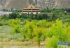 这是位于西藏山南市扎囊县桑耶镇的亿利防沙治沙特色经济林示范区一角，远处是桑耶寺(7月23日摄)。  新华社记者刘东君摄