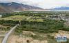 这是位于西藏山南市扎囊县桑耶镇的人工林（7月23日无人机拍摄）。 新华社记者刘东君摄