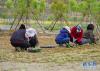 西藏山南市扎囊县阿扎乡群众在藏草万亩苗圃基地内栽培幼苗（7月23日摄）。 新华社记者刘东君摄