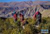 西藏山南市乃东区颇章乡农民在雪村苗圃基地内为雪松除草（2017年12月11日摄）。 新华社记者刘东君摄