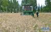 8月22日，乃东区门中岗社区种植农业合作社的村民在青稞地里忙碌。