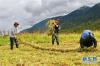 林芝市巴宜区鲁朗镇农牧民在收获牧草（8月26日摄）。