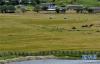 这是巴宜区鲁朗镇的草场（8月26日摄）。