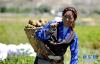 9月4日，东嘎乡祺玛党庆现代农业发展专业合作社社员将土豆背向地头。  新华社记者 张汝锋 摄