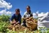 9月4日，东嘎乡祺玛党庆现代农业发展专业合作社社员在分拣土豆。 新华社记者 张汝锋 摄