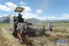 9月13日，拉萨市曲水县农民在驾驶机械收割小麦。 入秋以来，西藏拉萨各地农作物陆续成熟，农民抢抓农时收割，田间一片繁忙景象。 新华社记者 金马梦妮 摄