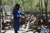 洛扎县次麦藏鸡养殖场内，员工正在用黄粉虫喂养藏鸡。新华社记者 周健伟 摄