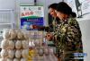 在绕巴村高原生态鹅养殖基地，村民在包装鹅蛋准备外销（9月16日摄）。 新华社记者 张汝锋 摄