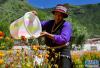 达若村村民泽仁措姆在浇花（9月18日摄）。新华社记者 张汝锋 摄