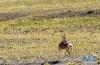 在西藏阿里地区境内拍摄的国家二级保护动物藏原羚（9月19日摄）。