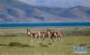 在西藏阿里地区境内拍摄的藏野驴（9月8日摄）。