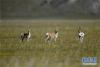 在西藏阿里地区境内拍摄的国家二级保护动物藏原羚（9月8日摄）。