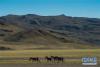 在西藏阿里地区境内拍摄的国家一级保护动物藏野驴（9月19日摄）。 