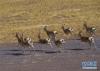 西藏阿里地区境内拍摄的国家二级保护动物藏原羚（3月15日摄）。